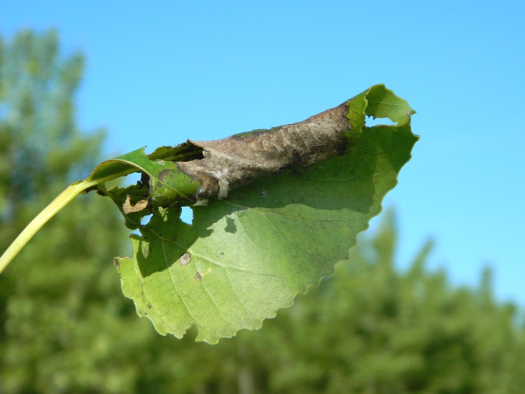 Anacampsis populella - Gelechiidae